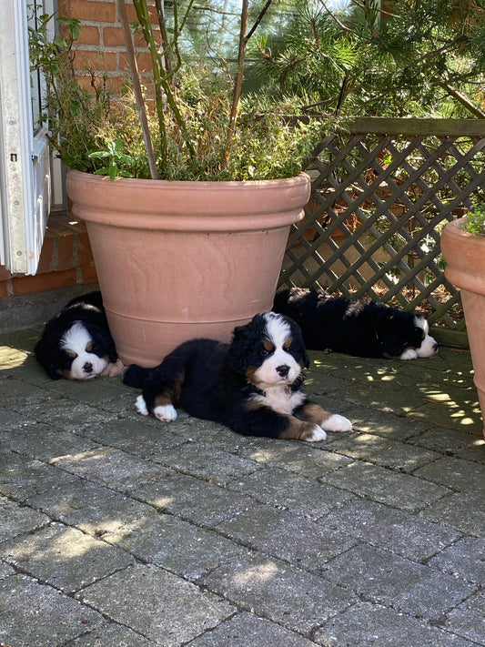 KST behandling til hvalpe (kuld)